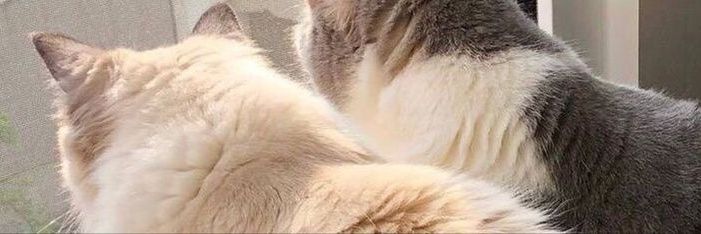 jey •᷄‎ࡇ •᷅ banner