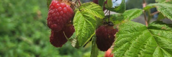 Seacroftforest1 Profile Banner