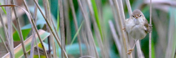 Jaap Reijm Profile Banner