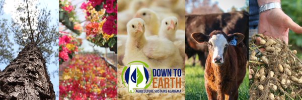downtoearthal Profile Banner
