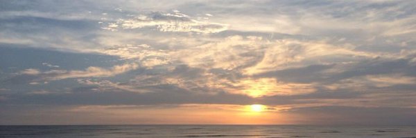 Yellowpetals Profile Banner