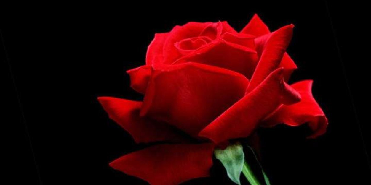 o36692800's profile banner image
