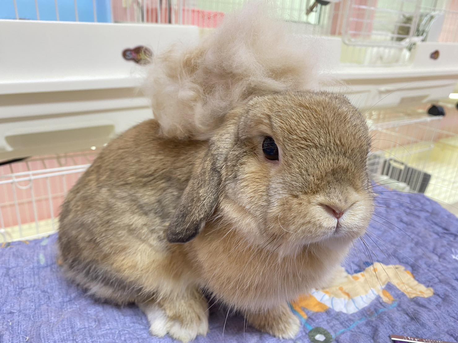 แม่กระต่ายพอพอ 🌼🌻 banner