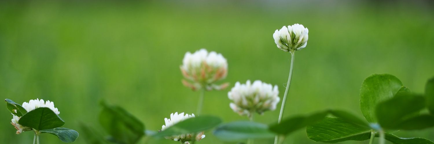 HappyClover banner