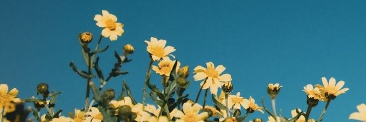 wandaynta's profile banner image