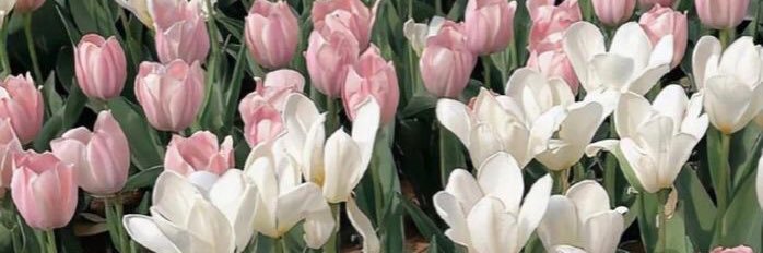 Keene Bautista banner