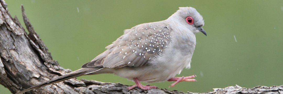 BirdLife Australia banner