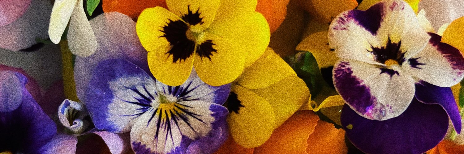 krla_sc's profile banner image