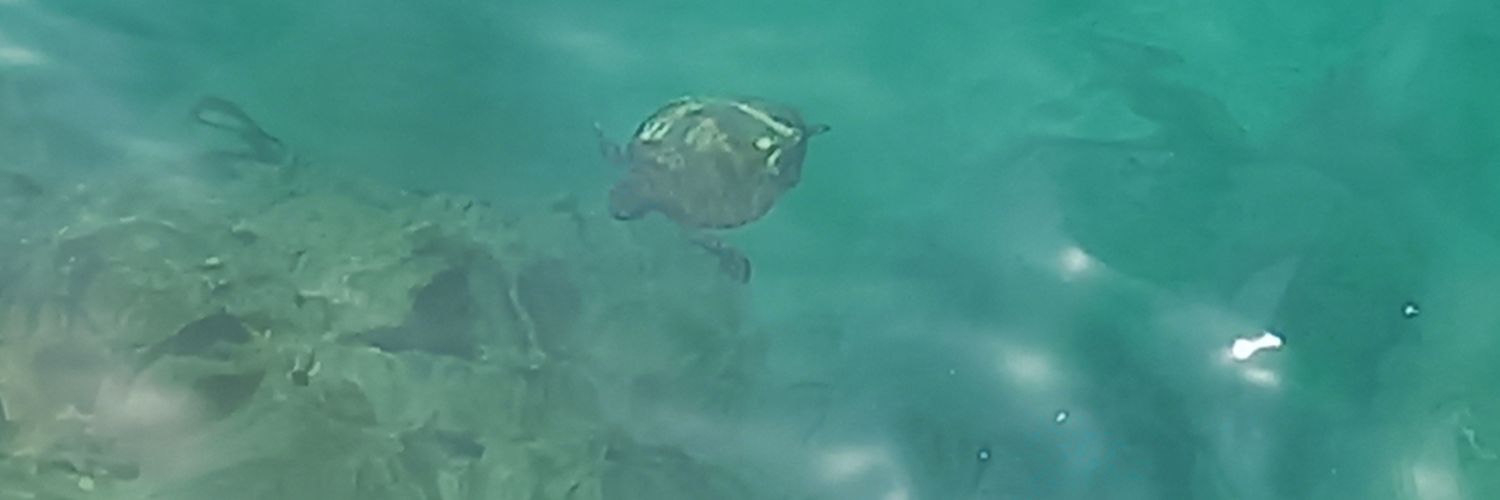 picchomachu's profile banner image