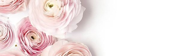 abeeroflily's profile banner image