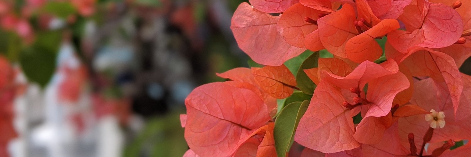 MelanieAlbwrite's profile banner image