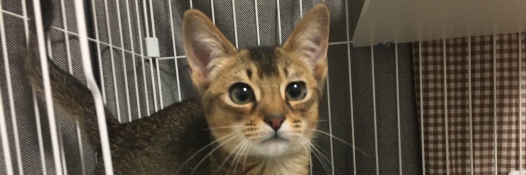 みだれねこ banner