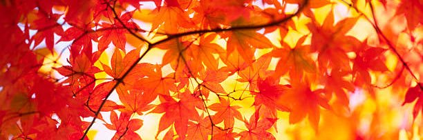 eriku_ueda's profile banner image