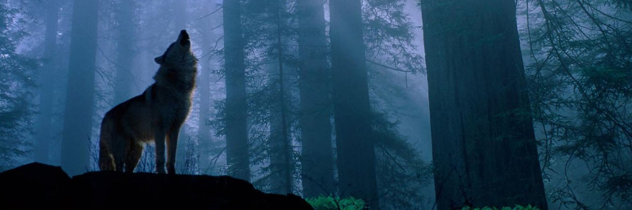 horokews's profile banner image