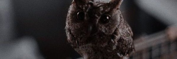 LittleWitchRose Profile Banner