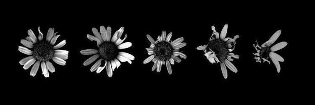 lblackdaisy_'s profile banner image