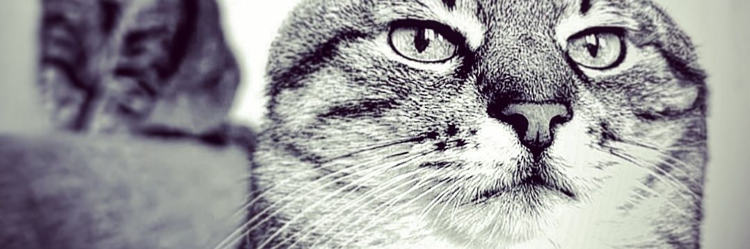 d 😼 banner