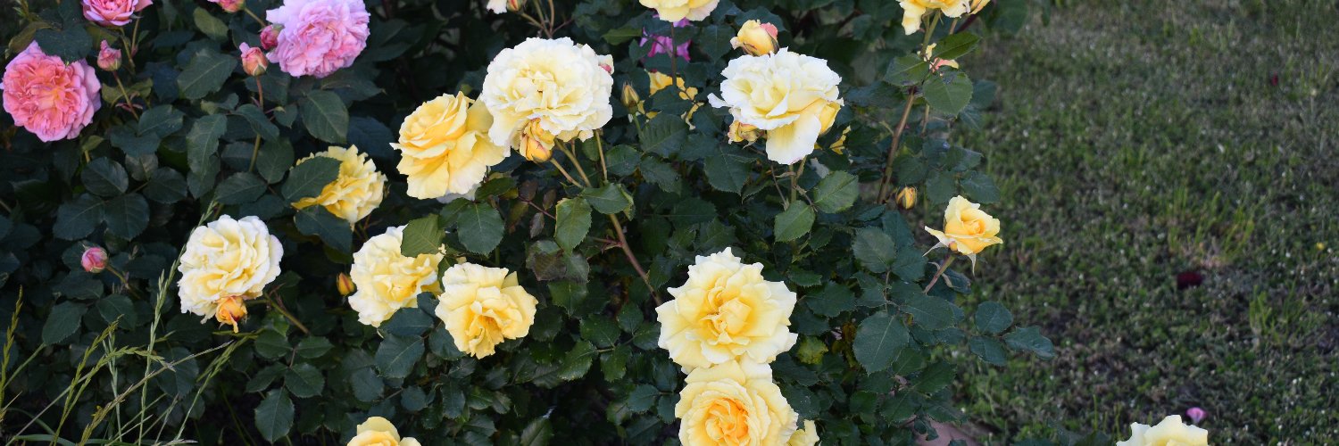 Michael Corcoran banner