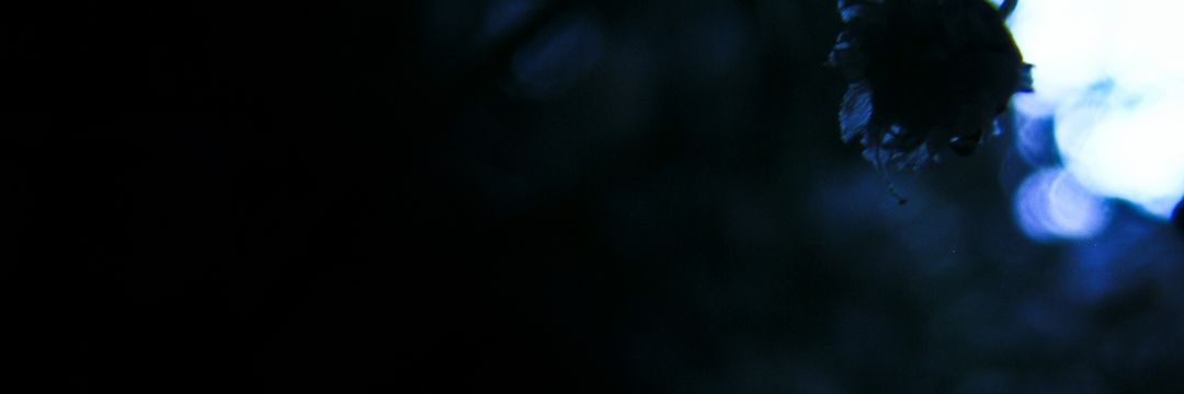 catsponsored's profile banner image