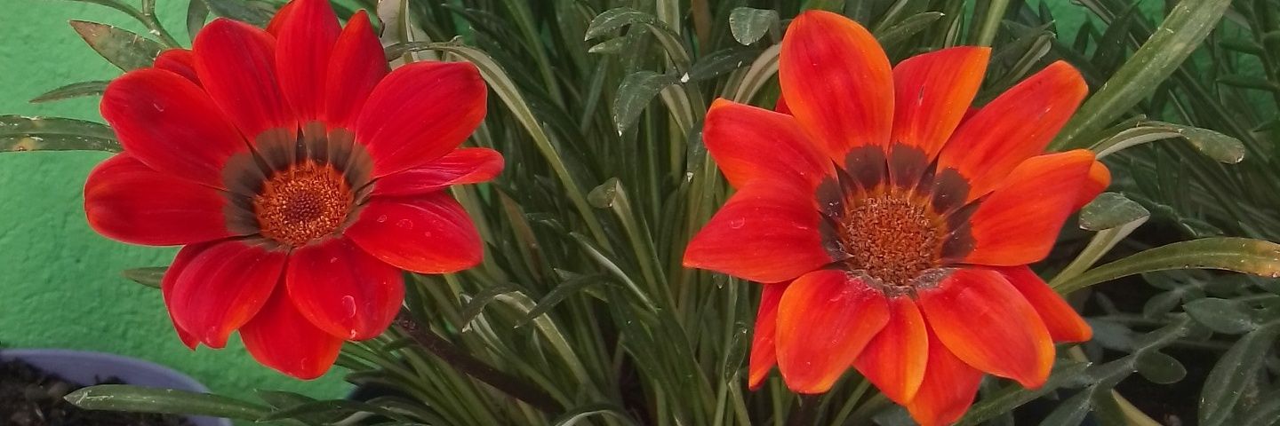 NORMONTSERRAT's profile banner image