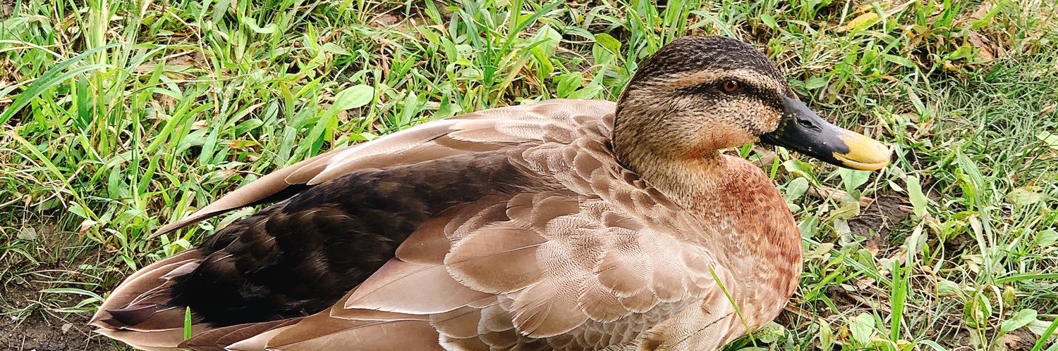 秋山ジョム banner