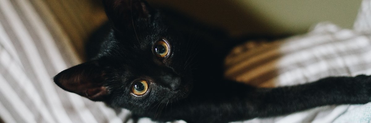 310_294's profile banner image