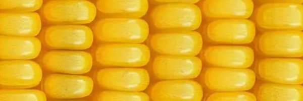 Leaf_needle Profile Banner