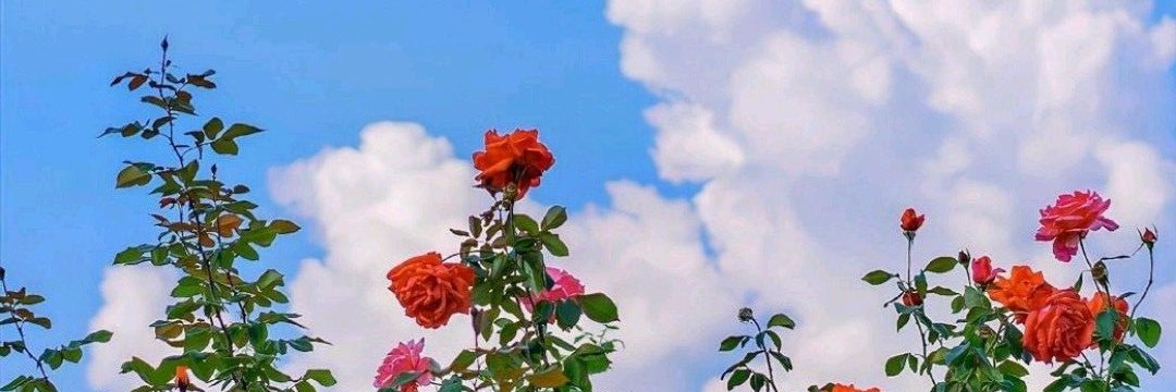 MarukoMario87's profile banner image