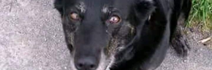 LeiblingPatrick's profile banner image