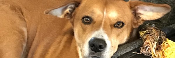 SandraDeanturn2 Profile Banner