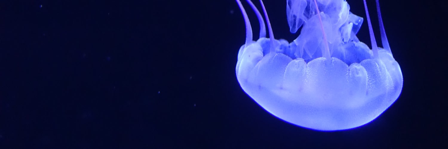 Ingmar Finkenzeller banner