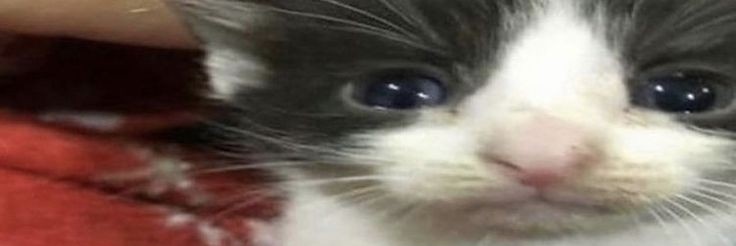 ieatclouds_'s profile banner image