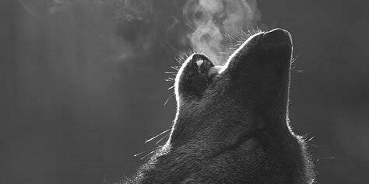 feru_Ch's profile banner image