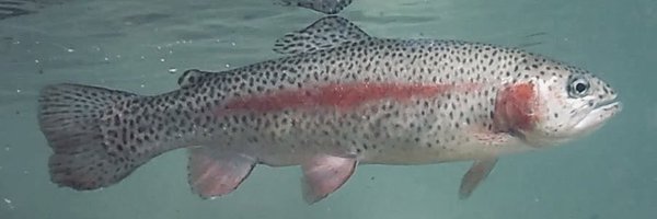 TroutmasterFIex Profile Banner