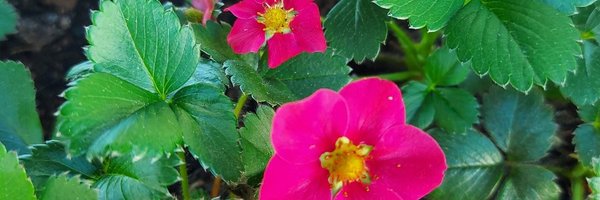 PKlara Profile Banner