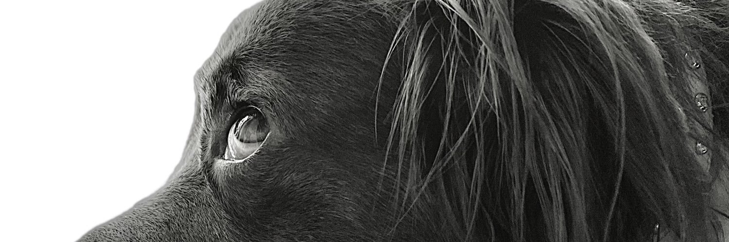 JuliaOrtay's profile banner image