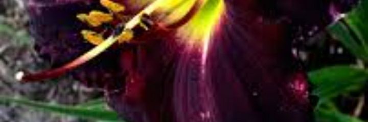 ambera928's profile banner image