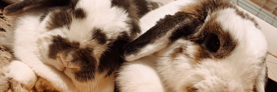 ちょく banner