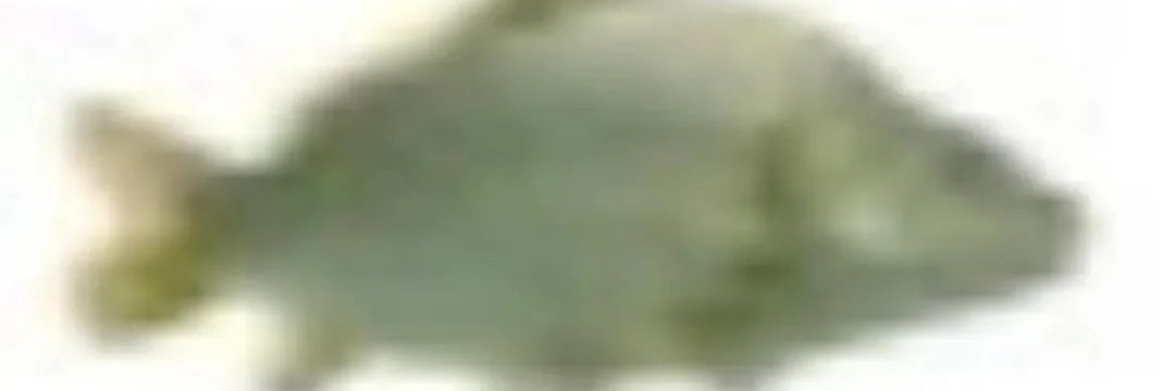 Cyroma banner