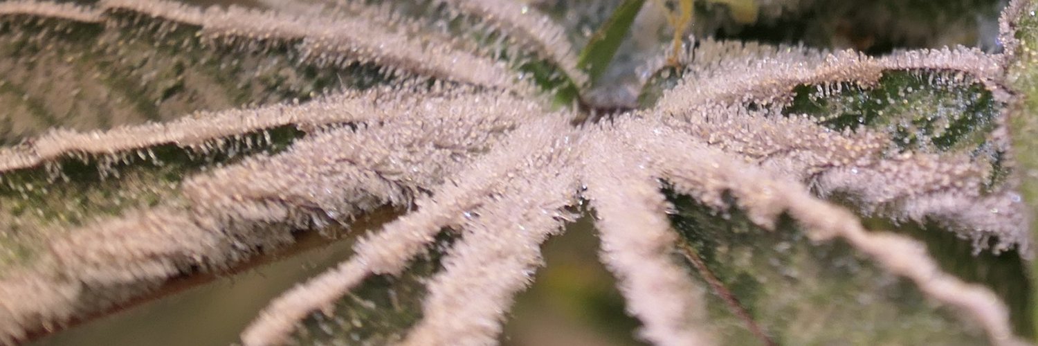 ZGrowsTrees's profile banner image