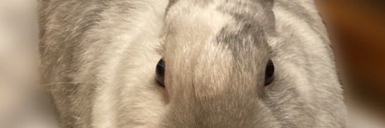 キャミ子ᙏ̤̫͚ banner