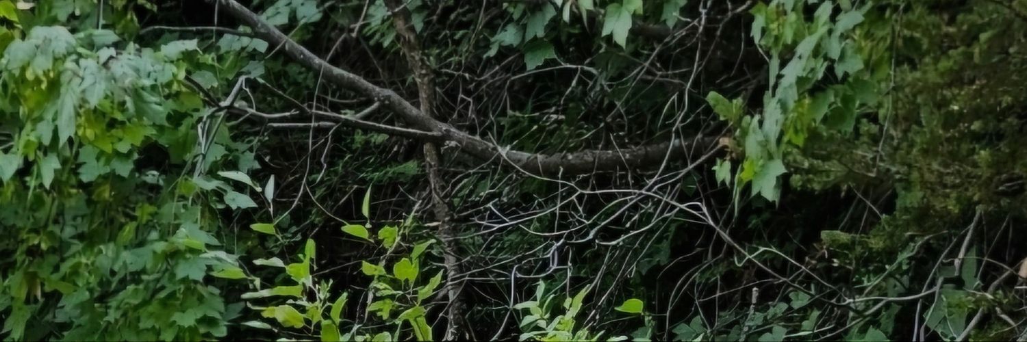Neefertem's profile banner image