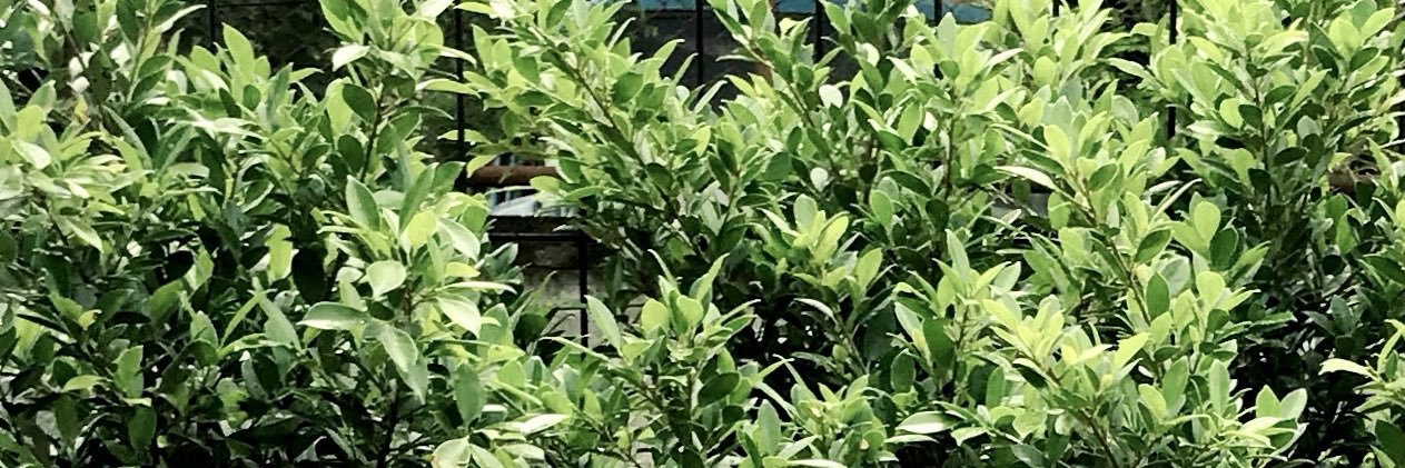 petite_th's profile banner image
