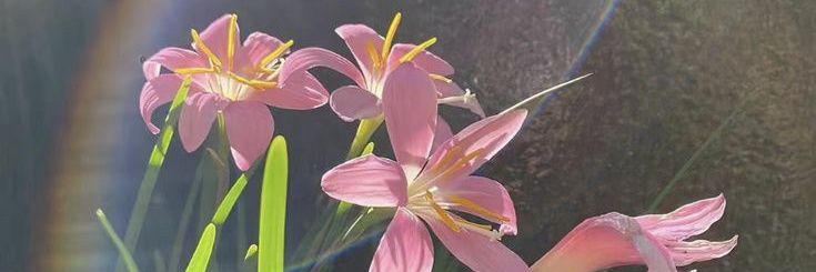 cacaboue | gapyear era 25 banner