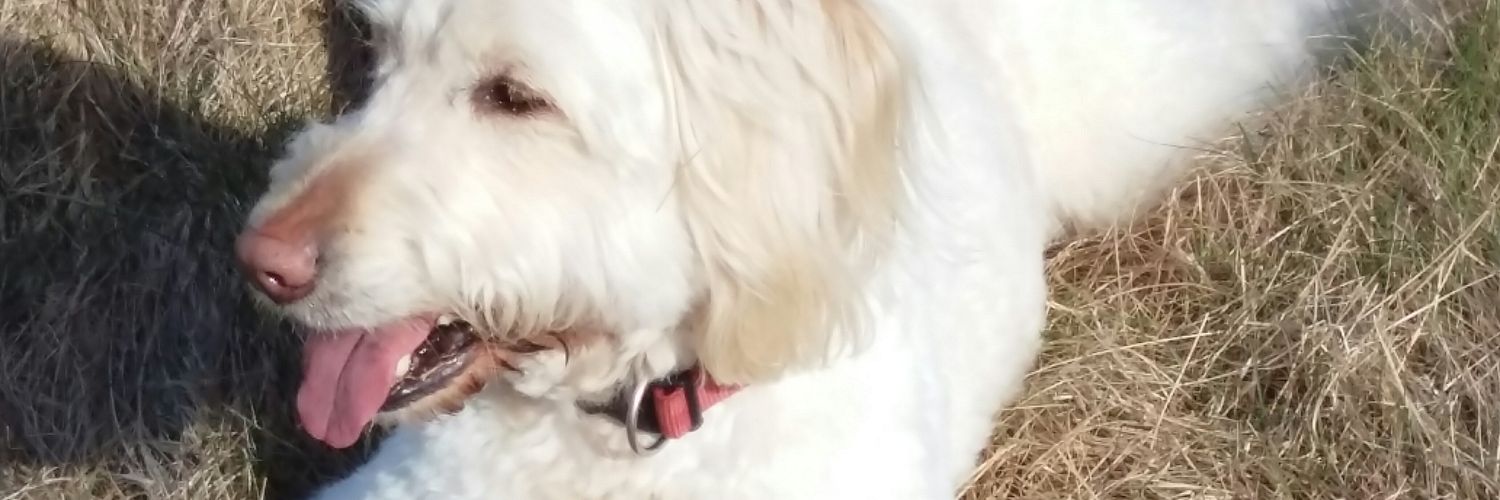 Darrell (Daz) Croston banner