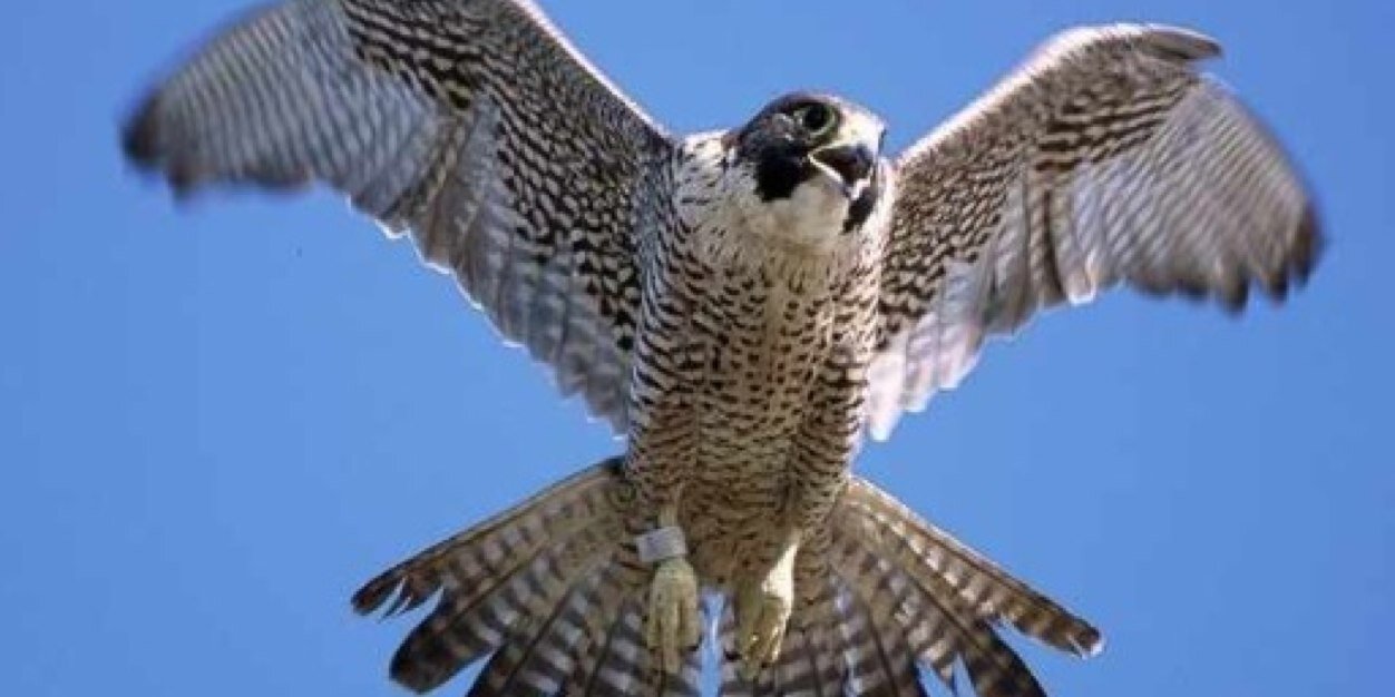FishersFalcons's profile banner image