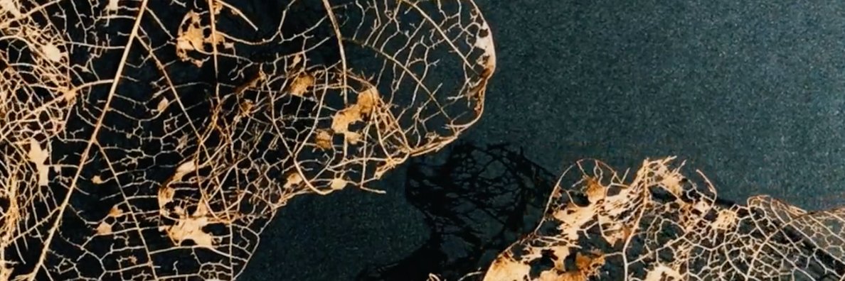 Daniel_Howe's profile banner image