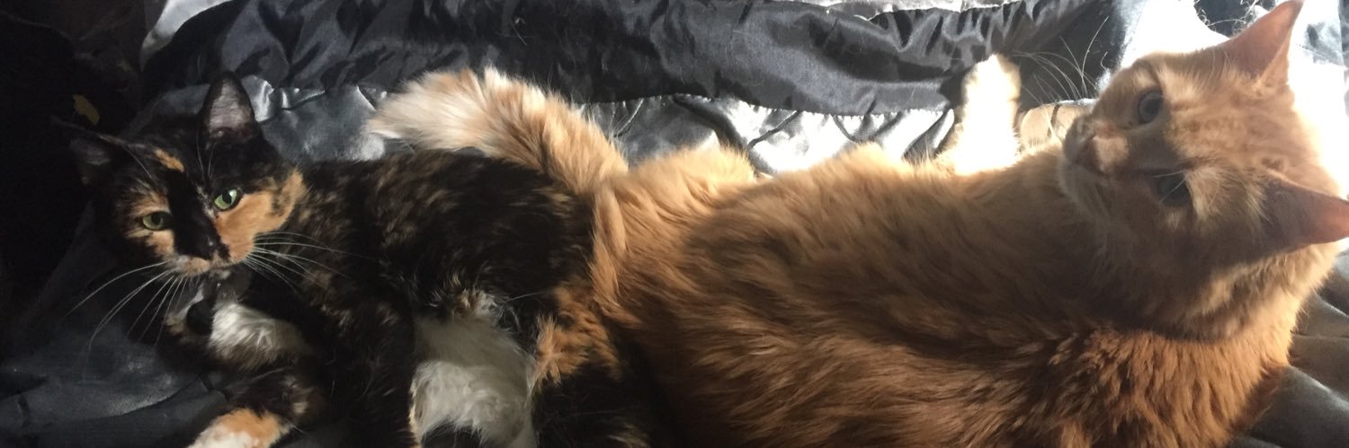 Rexxaroola's profile banner image