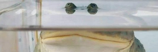 Randy Boyd - Truth never fears "disinformation" banner