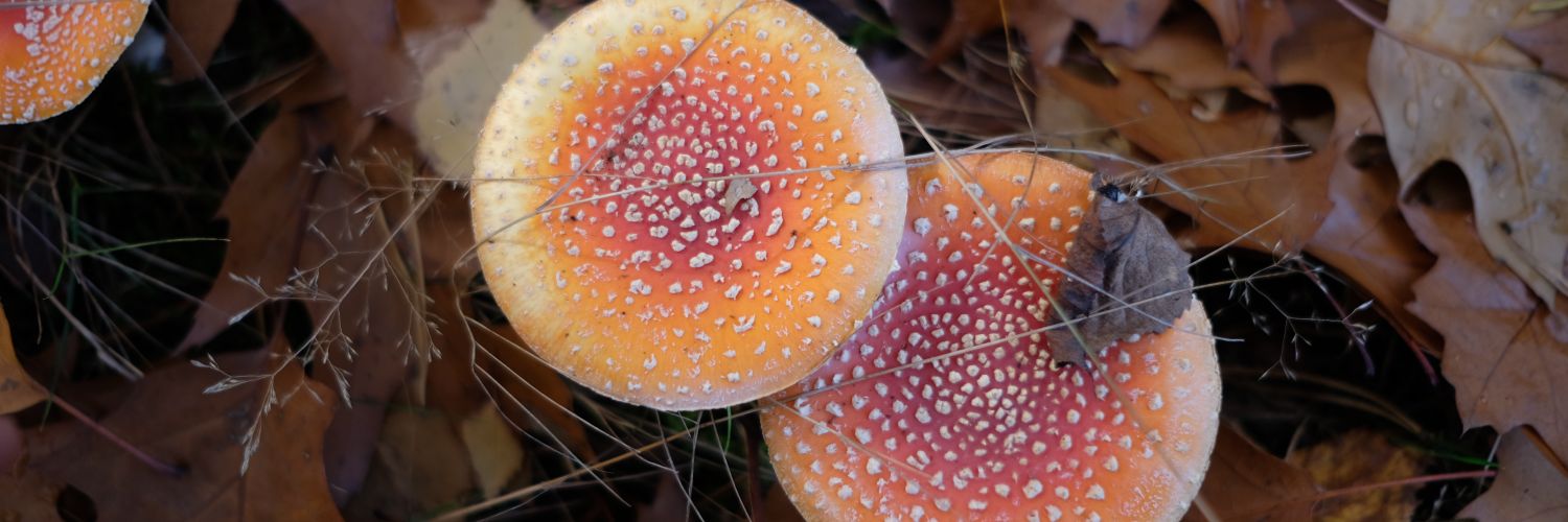 Caro D. 🍂✨ banner